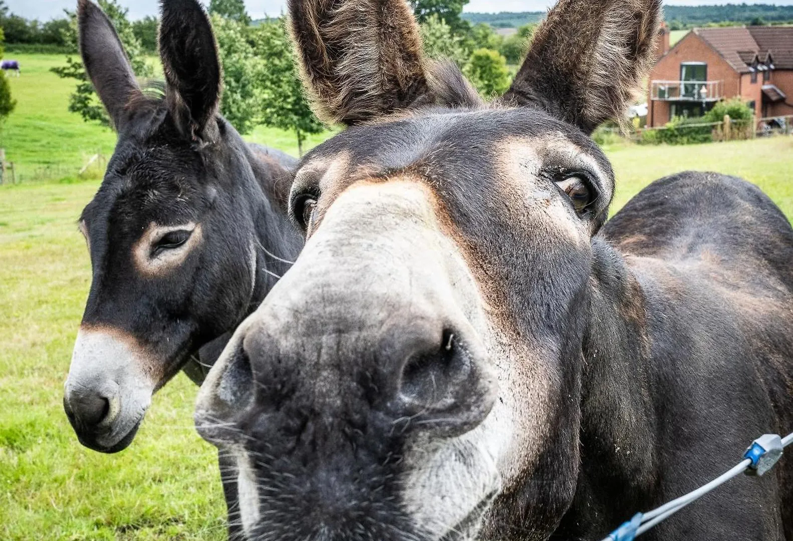 Fairview Farm Holiday Accommodation 14 Luxury Lodges, Cabins, Dog Friendly, Suitable For Couples, Families And Groups, Wedding Guests , Corporate Events, Sleeps 2-65 Guests In Ravenshead, Nottingham Near Sherwood Forest, Set In 88 Acres Шале